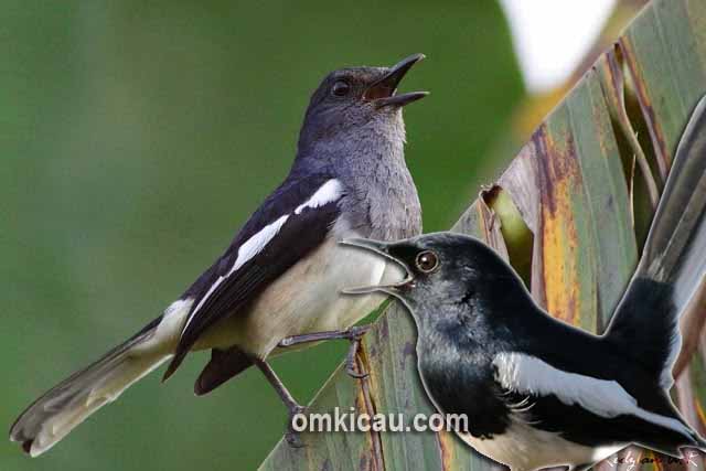 Burung betina bisa dimanfaatkan untuk mengatasi burung yang ngedrop