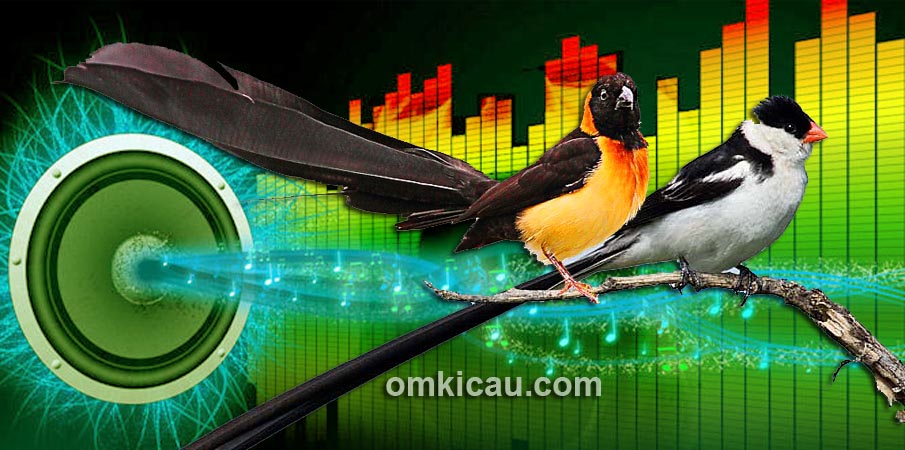 Audio masteran pin-tailed dan paradise whydah