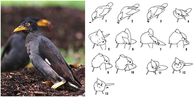 Burung jalak yang siap untuk 'anting' dan gambar cara burung mandi semut (kanan)