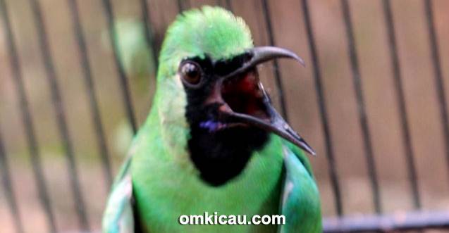 Burung cucak hijau