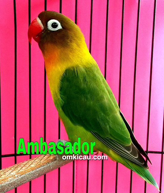 Lovebird Ambassador