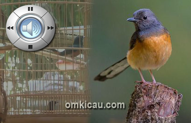Audio murai batu betina yang bisa digunakan untuk memancing bunyi burung yang stres atau macet bunyi