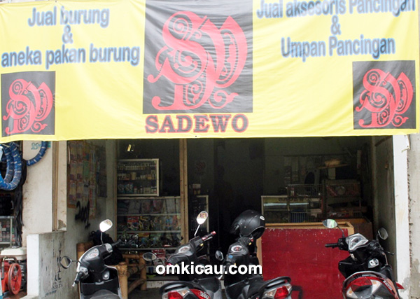 breeding murai batu Sadewo BF Jakarta