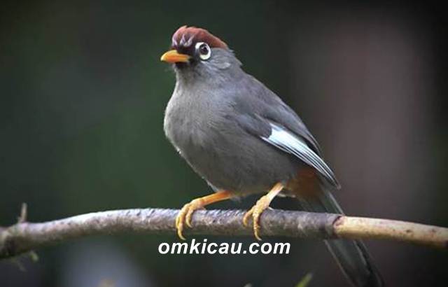Poksay genting atau mandarin, salah satu jenis burung poksay yang popular di kalangan kicaumania