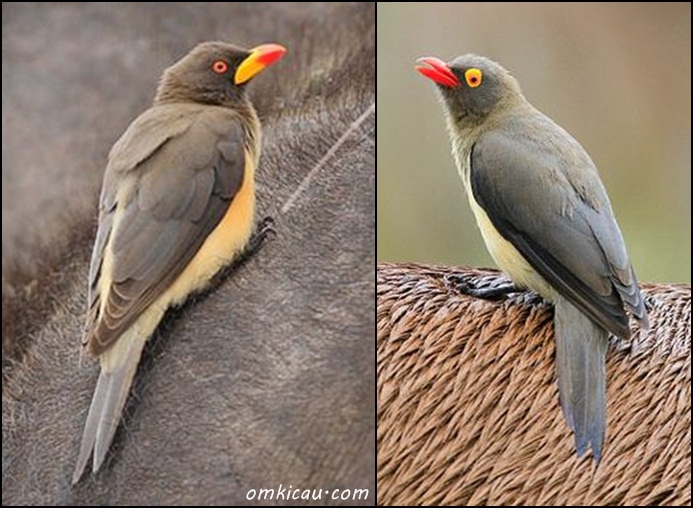 Burung oxpecker terdiri dari dua jenis yaitu yellow-billed oxpecker (kiri) dan red-billed oxpecker