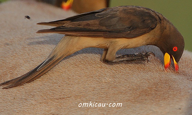Oxpecker yang dianggap sebagai subfamily dari Sturnidae (Jalak-jalakan)