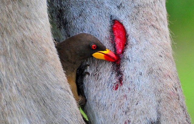 Selain memakan parasit, oxpecker juga akan mengisap darah hewan yang ditungganginya
