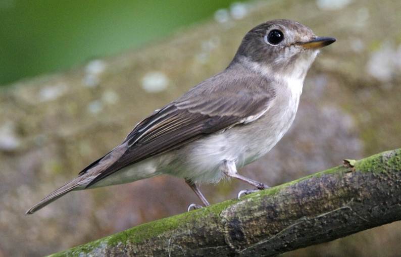 Burung migran yang ditemukan di bagian barat dan tengah Indonesia