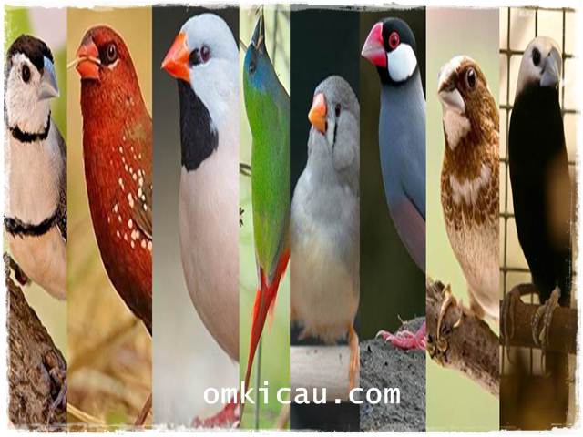Delapan jenis burung finch yang popular dan banyak dipelihara kicaumania