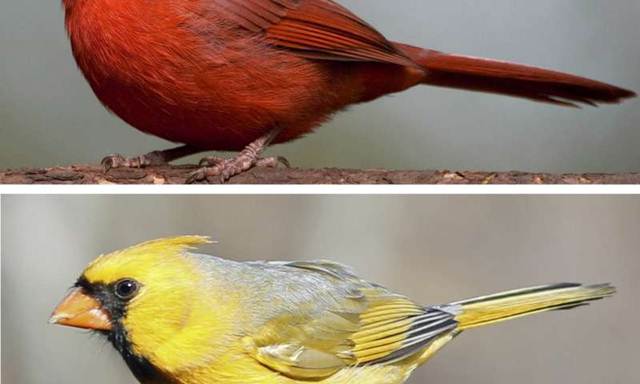 cardinal merah dan kuning
