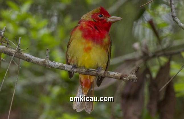 Warna merah menjadi daya tarik tersendiri bagi beberapa jenis burung