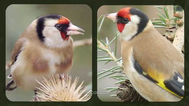 Perbedaan goldfinch jantan (kanan) dan betina