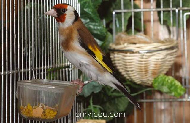 Tips menangkar burung goldfinch dan menjadikan indukan lebih produktif