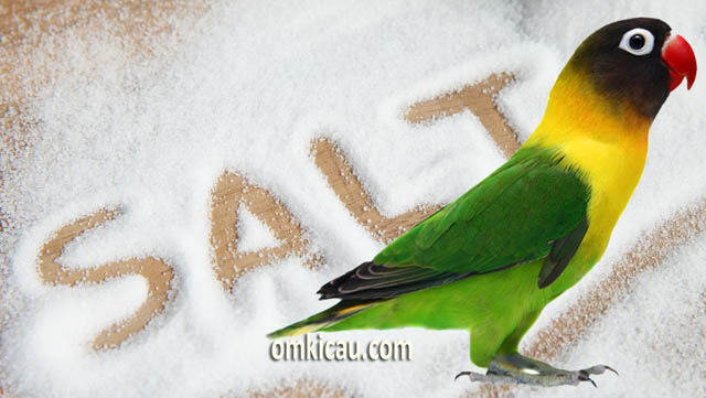 Beragam manfaat garam untuk burung peliharaan
