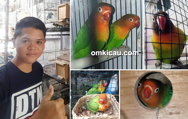 Breeding Inspiratif Mrf Bird Farm Bengkulu Polisi Berusia Tahun Itu