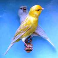 Canary Fife Fancy (www.birdshome.info)