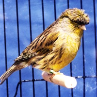 Canary Gloster (www.birdshome.info)