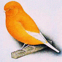 Canary Norwich (www.birdshome.info)