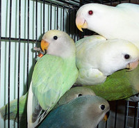 photo_credits_mysterypicklesparrots_seagreen_pied_opaline_2