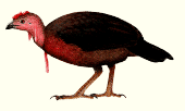 Gambar Burung Maleo waigeo atau Waigeo Brush-turkey atau Aepypodius bruijnii