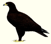 Gambar Burung Rajawali totol atau Geater Spotted Eagle atau Aquila clanga