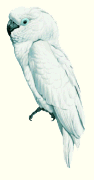 Kakatua putih atau White Cockatoo atau Cacatua alba