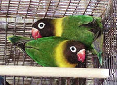 Jenis Warna Penyebaran Lovebird Love Bird Lb Klub Burung Panjang