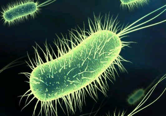 Mikro Organisme Air