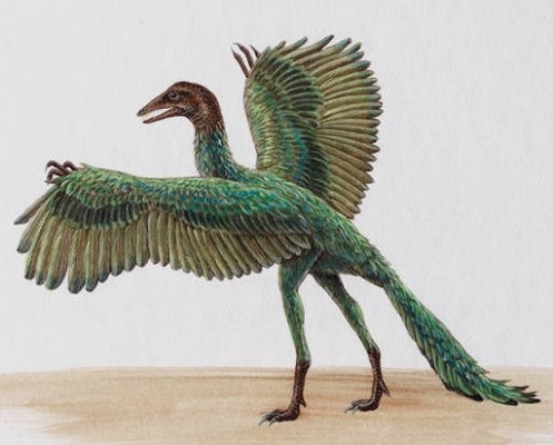 Archaeopteryx, benarkah burung pertama?
