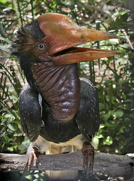 Helmeted Hornbill atau Enggang Gading (kepala dan paruh besar)