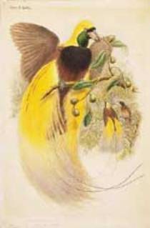 lukisan burung cendrawasih