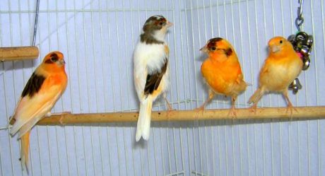 Burung Kenari Suara Mp3 Jenis Jenis Perawatan Dan Penangkaran