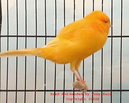 Clear Yellow Cock2