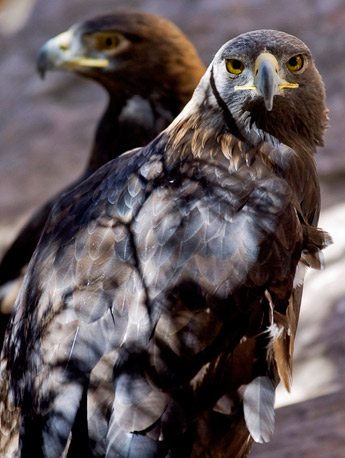 Golden Eagle memang elang perkasa: Lihat bagaimana cara 