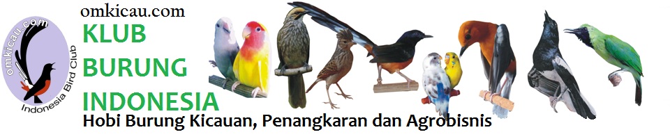 Inilah Logo Burung  Kenari Gambar Tato  Gambar Tato 