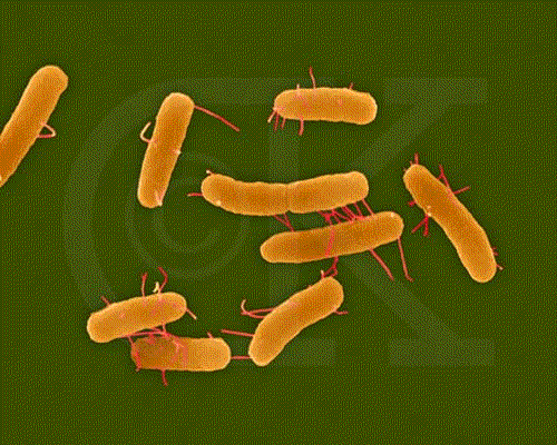 Salmonella sp - Kandang kotor karena lama tidak dibersihkan menjadi sumber perkembangbiakan salmonella.