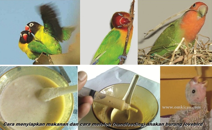 Cara menyiapkan makanan dan cara meloloh atau handfeeding anakan burung lovebird