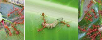 Jika semut rangrang diburu tanpa usaha penangkaran dunia ulat bakal selalu merajalela