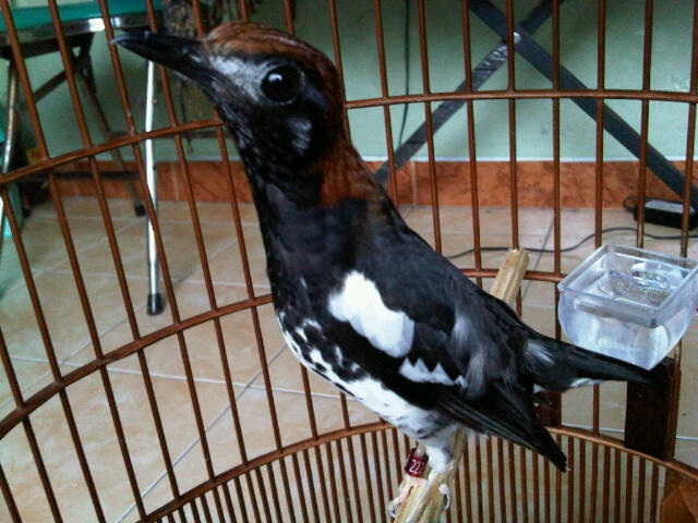 Burung anis kembang Si Maharaja Heri Gatbf (2)