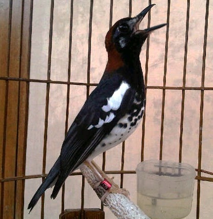 Burung anis kembang Si Maharaja Heri Gatbf (3)
