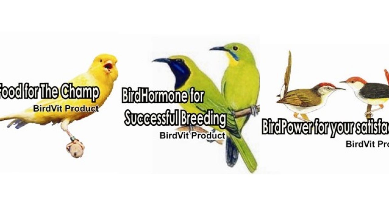 Penanganan standar burung terkena snot – OM KICAU