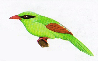 Burung ekek geling atau Cissa thalassina