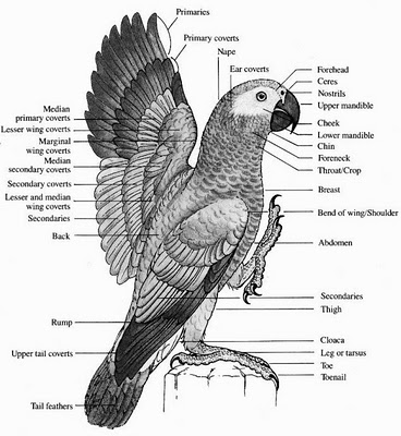 pengenalan anatomi burung