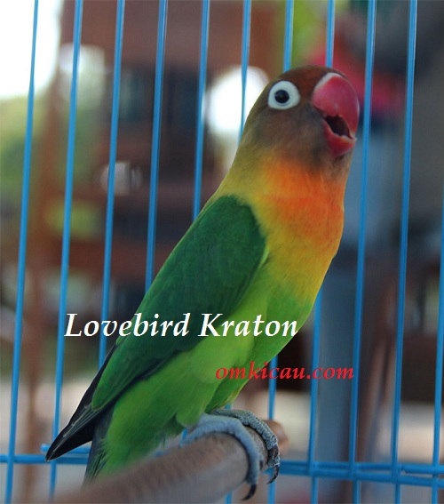 LOVE BIRD KRATON - Pindah Tangan