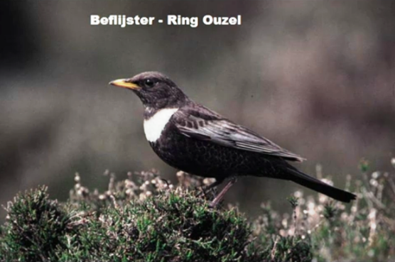 Beflijster - Ring Ouzel