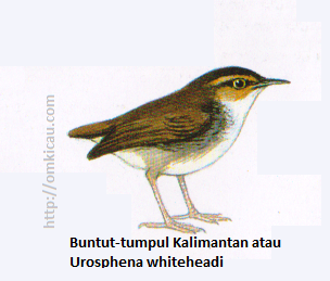 Buntut-tumpul Kalimantan atau Urosphena whiteheadi - Kecil, berekor pendek, alis dan pipi kuning kebo.