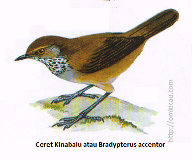 Ceret Kinabalu atau Bradypterus accentor - Coklat kemerahan gelap, tenggorokan berbintik putih, hitam dan abu-abu, alis rnerah bata.