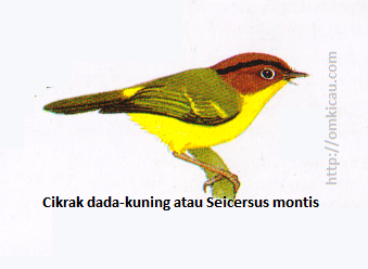 Cikrak dada-kuning atau Seicersus montis - Kepala merah bata, alis hitam, tubuh bawah kuning, tunggir kuning