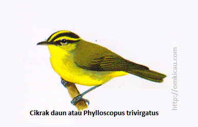 Cikrak daun atau Phylloscopus trivirgatus - Mahkota dan setrip alis sangat mencolok, tidak ada garis pada sayap