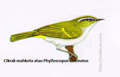 Cikrak mahkota atau Phylloscopus coronatus - Berwarna Iebih hijau terang daripada Cikrak kutub, dengan setrip mahkora kekuningan, hanya satu garis sayap kekuningan, tetapi kadang-kadang dua